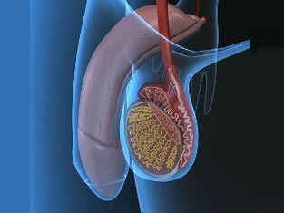 varicocel și dureri testiculare la excitare